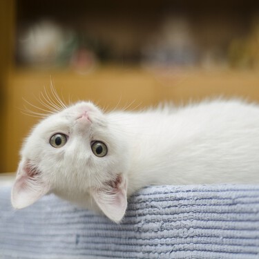 Los gatos con inmunodeficiencia felina pueden tener una vida feliz. Lo difícil es que los adopten 
