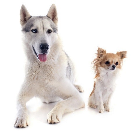 El origen de los perros americanos