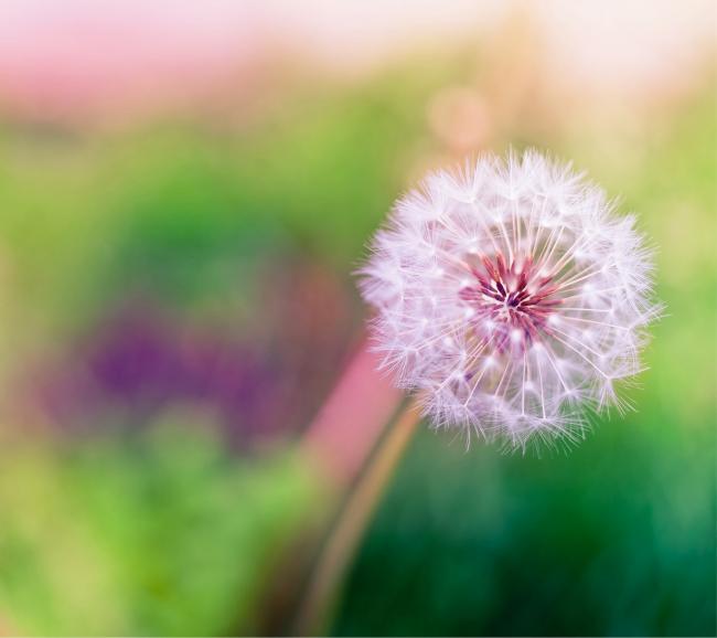 Wallpapers HTC M8