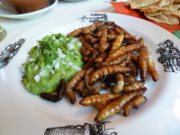 Qué comer en México: gusanos de maguey