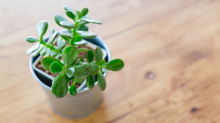 Arbol De Jade