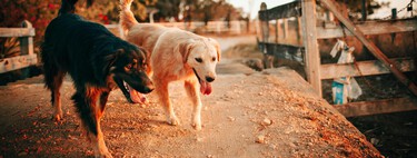 ¿Es obligatorio esterilizar a perros y gatos con la nueva Ley de Protección Animal?¿Es recomendable? ¿Es la mejor opción? 
