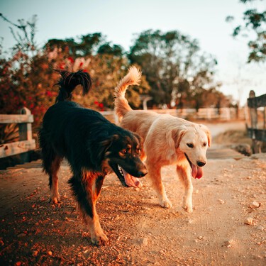 ¿Es obligatorio esterilizar a perros y gatos con la nueva Ley de Protección Animal?¿Es recomendable? ¿Es la mejor opción? 
