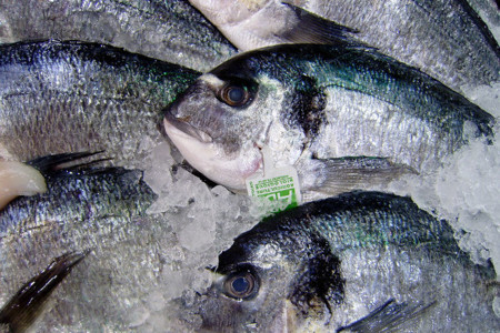 Cómo elegir pescado fresco y de calidad
