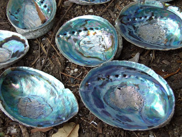 Qué es el abalón u oreja de mar, uno de los mariscos más exclusivos del ...