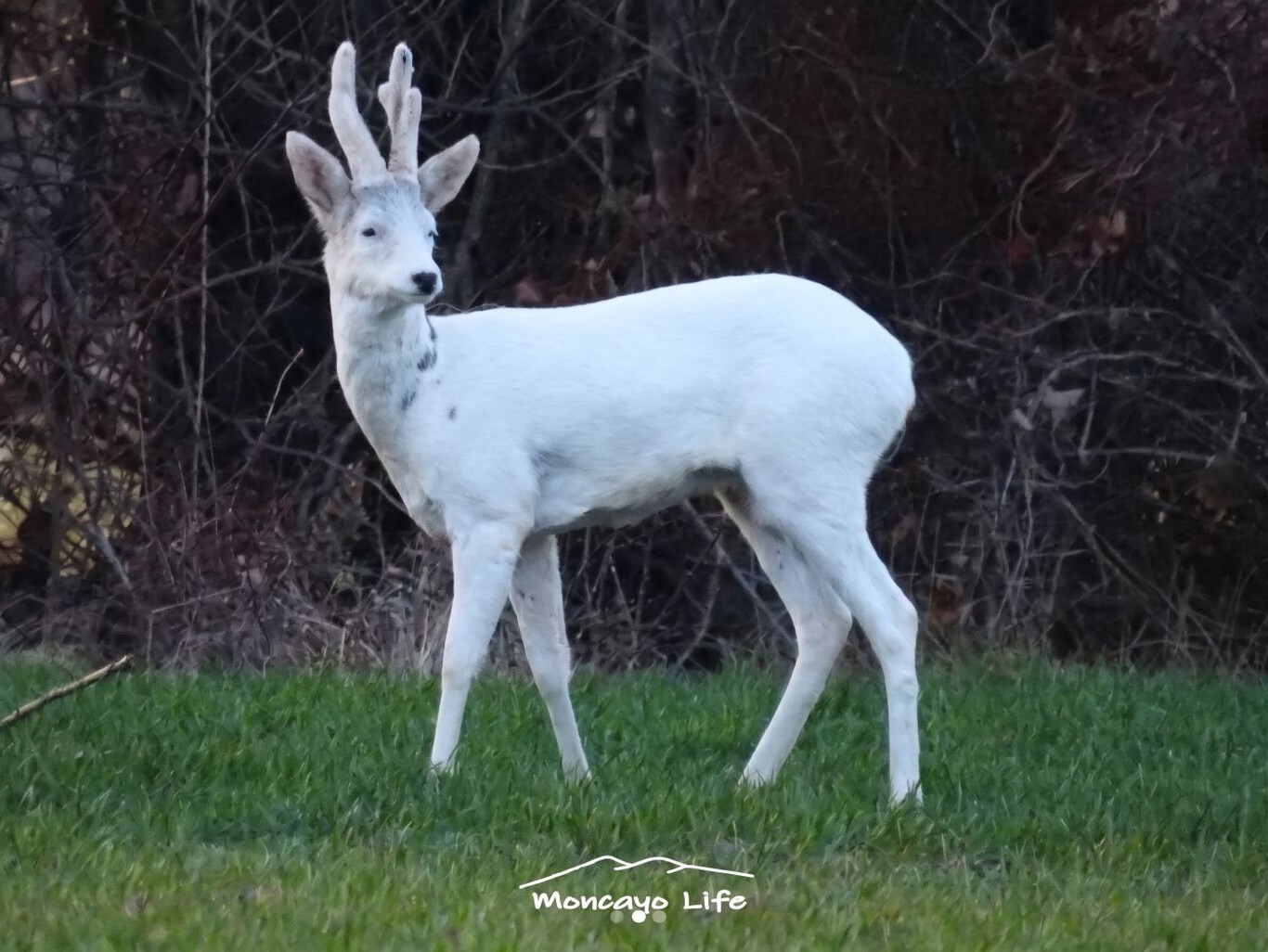 Corzo blanco con leucismo en los montes de Soria, similar al exemplar original avistado desde 2019