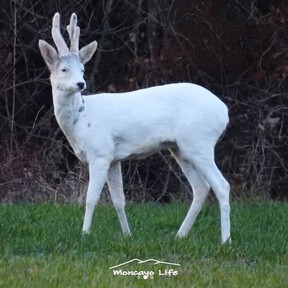 En 2019, un corzo blanco encarnaba una leyenda de Bécquer en Soria. Este verano se confirmaba su muerte, pero acaban de descubrir una cría con la misma rareza