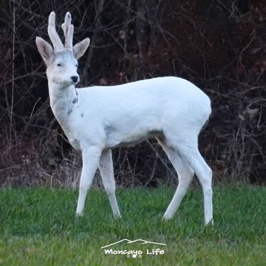 En 2019, un corzo blanco encarnaba una leyenda de Bécquer en Soria. Este verano se confirmaba su muerte, pero acaban de descubrir una cría con la misma rareza