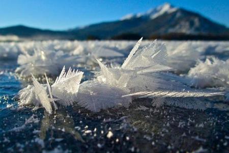 flores-hielo-02.jpg