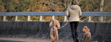 ¿Cuántas veces al día hay que sacar al perro? Pista: tu perro prefiere pasear bien a pasear mucho 