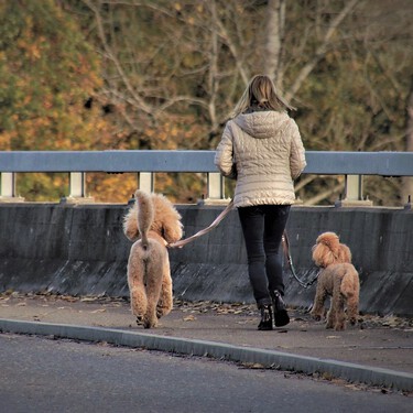 ¿Cuántas veces al día hay que sacar al perro? Pista: tu perro prefiere pasear bien a pasear mucho 