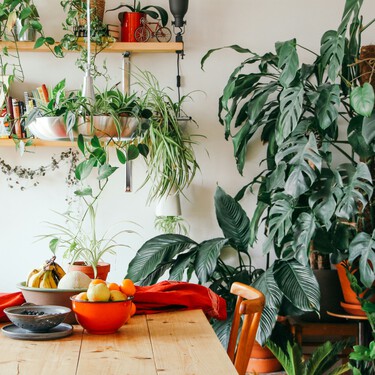 Tener plantas en casa puede ayudarte a mantener mejor la temperatura y el aire limpio según la ciencia
