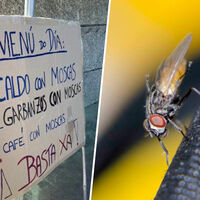 "Hay tantas que las puedes coger con la mano": la pesadilla diaria de un pueblo de Pontevedra con las moscas