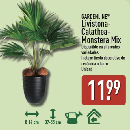 Livistona Planta Tropical Aldi