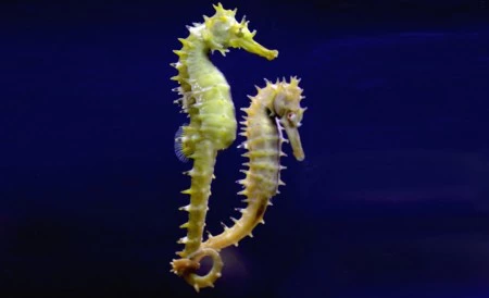 Los caballitos de mar inspiran una nueva generación de robots