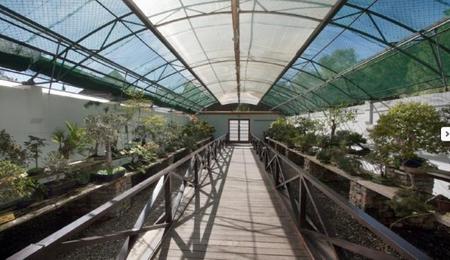 Museo Del Bonsai 2