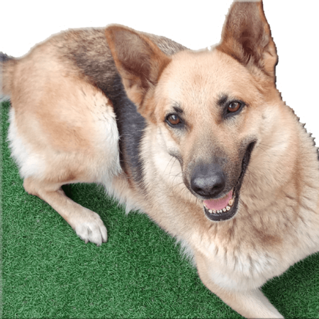Sticker Loba 1