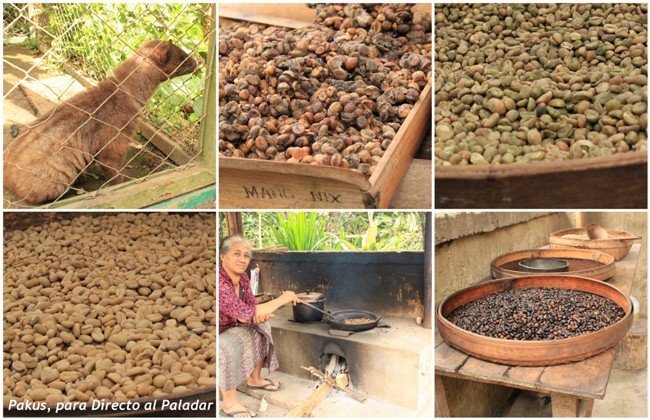 Cuanto Cuesta El Cafe Kopi Luwak