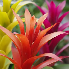 Desde el pasado 20 de agosto en Aldi podemos comprar una flor tropical y supercolorida de la familia de las piñas  