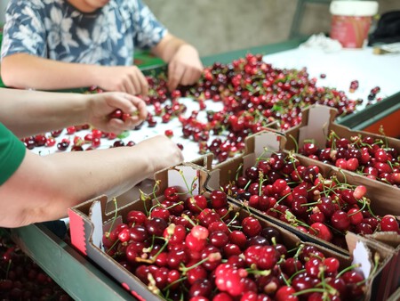 Cerezas Cooperativa