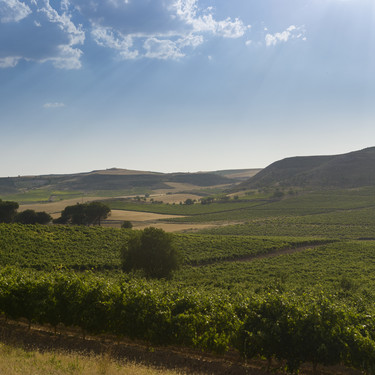Más allá de la vendimia: descubrimos cómo se elabora un auténtico Ribera del Duero 