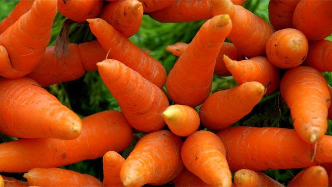 Zanahorias