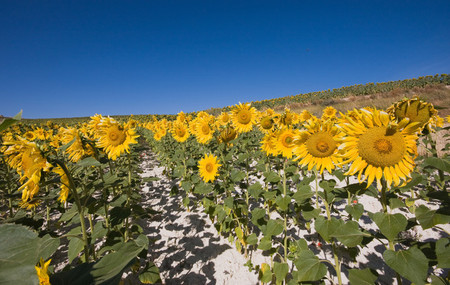 Girasoles