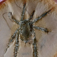 Esta araña tiene más de 308 millones de años y lo más sorprendente son sus patas con espinas 