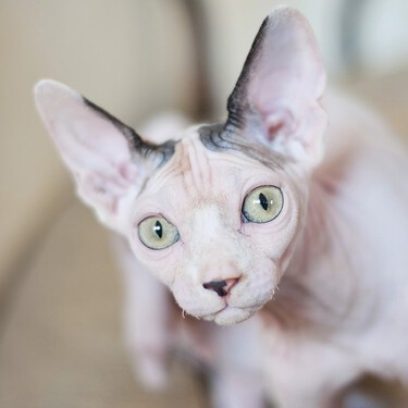 Un gato esfinge enfermo abandonado recibió 92 solicitudes de adopción en un día. Los que no son de raza no tienen tanta suerte