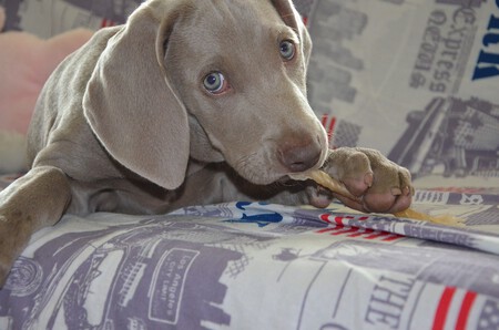 Perro cachorro razones morder