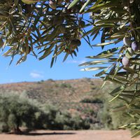 La sequía es grave pero para la agricultura española puede ser mortal 