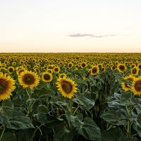 Ruta de los girasoles: los mejores campos de girasoles de España