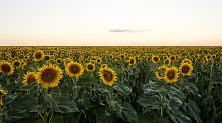Ruta de los girasoles: los mejores campos de girasoles de España
