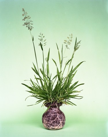 La belleza, desnudez y liberación de las flores en Nurture Studies de Diana Scherer 