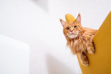 Maine Coon Usa Raza Articulo