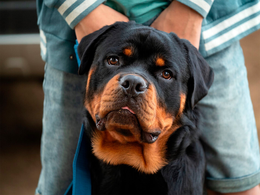 Ahora es casi siempre un perro guardián, pero el rottweiler se hizo famoso por ser el perro de los carniceros… y por reemplazar a animales de tiro