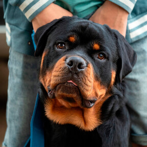Ahora es casi siempre un perro guardián, pero el rottweiler se hizo famoso por ser el perro de los carniceros… y por reemplazar a animales de tiro 