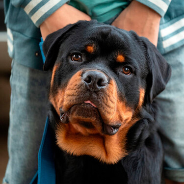 Ahora es casi siempre un perro guardián, pero el rottweiler se hizo famoso por ser el perro de los carniceros… y por reemplazar a animales de tiro 
