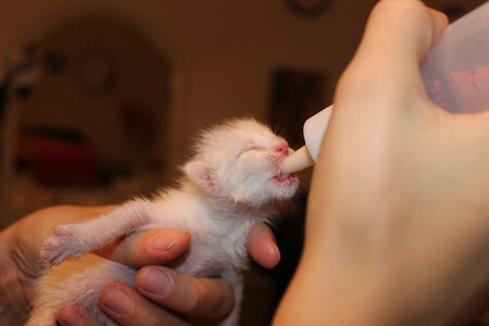 Gatito Pequeno