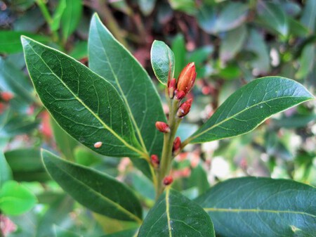 Laurel