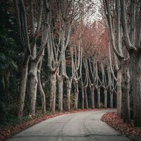 Incluso cuando España lo hace bien, le sale mal: llegar a ser el tercer país más boscoso de Europa se ha convertido en un problema