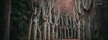 Incluso cuando España lo hace bien, le sale mal: llegar a ser el tercer país más boscoso de Europa se ha convertido en un problema