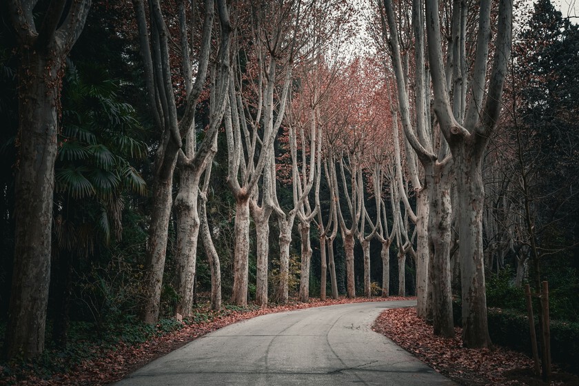 Incluso cuando España lo hace bien, le sale mal: llegar a ser el tercer país más boscoso de Europa se ha convertido en un problema