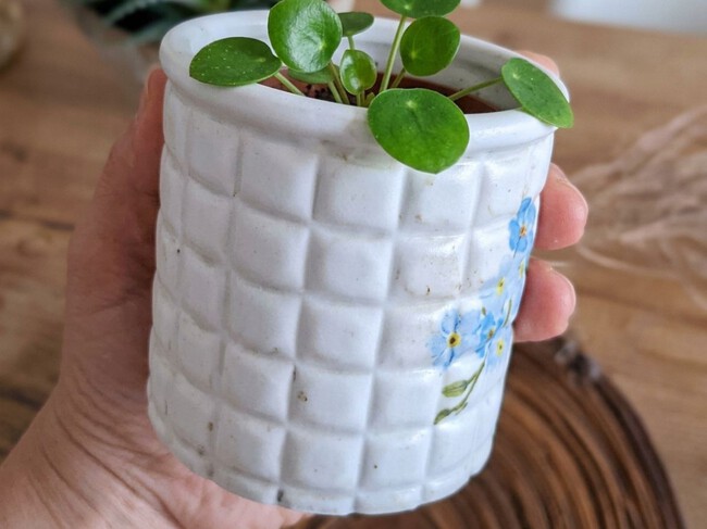 Cómo hacer una maceta tipo cerámica con una botella PET y una lata: parece comprada y queda muy bonita