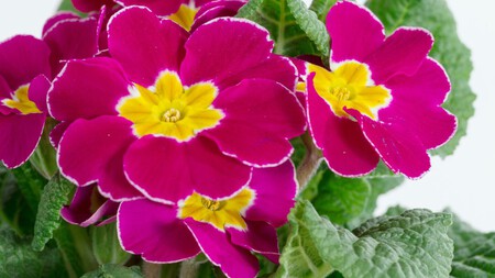 Primula