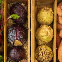 La ciencia de la longevidad tiene claro que la obsesión por la carne es un callejón sin salida. La clave es otra proteína