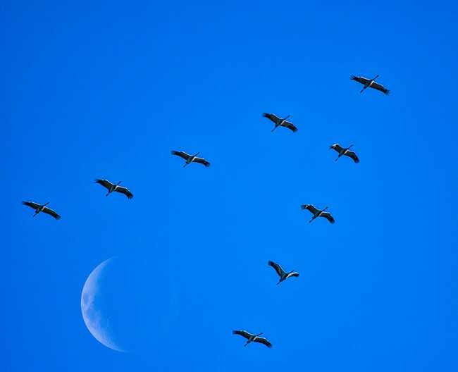 cigüeñas luna