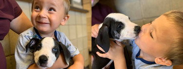 La bonita historia de un niño de dos años con labio leporino y la perrita que adoptó con el mismo defecto congénito