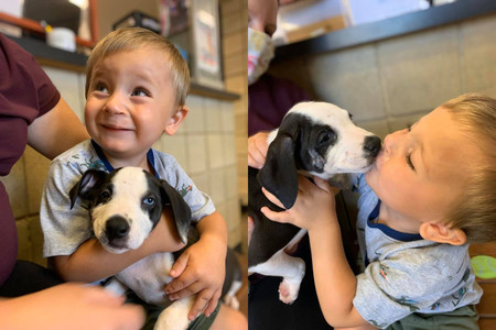 La bonita historia de un niño de dos años con labio leporino y la perrita que adoptó con el mismo defecto congénito