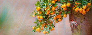 Cinco frutales todoterreno que resisten el calor, requieren poco mantenimiento y dan buena cosecha